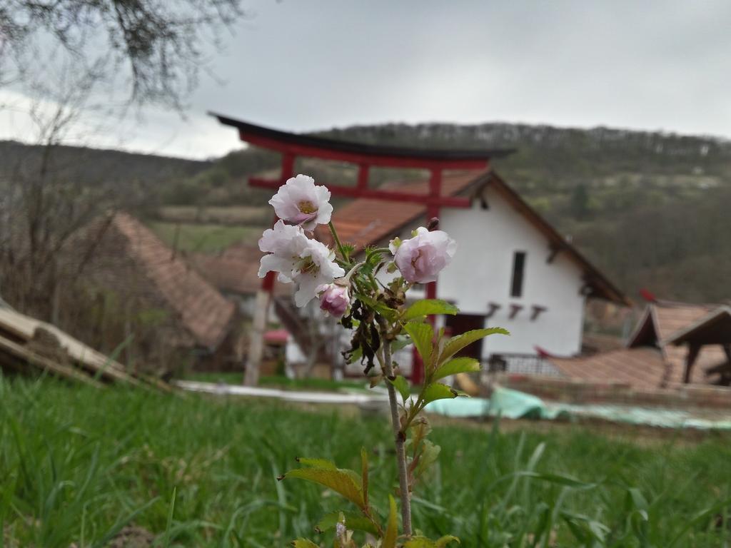 Отель Casa Lily - Japanese Retreat Сигишоара Экстерьер фото