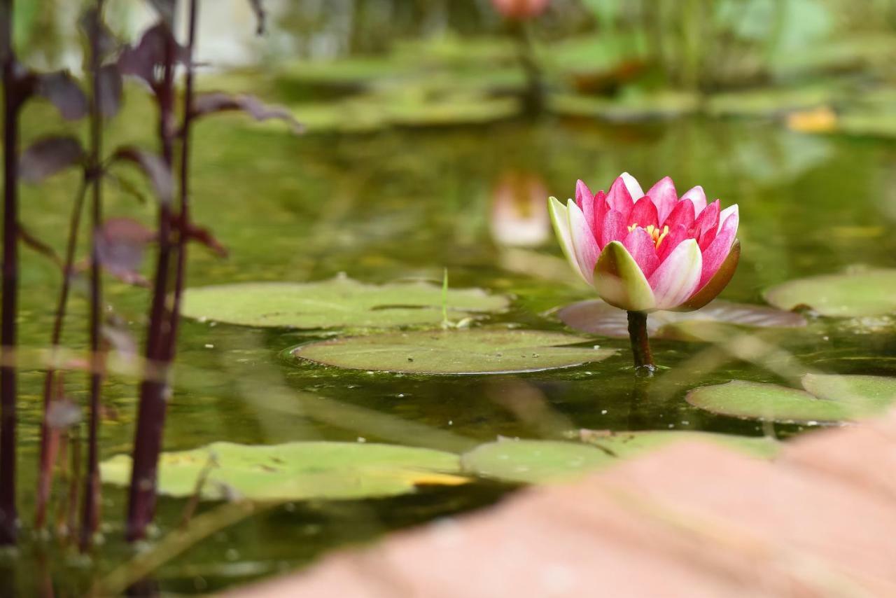 Отель Casa Lily - Japanese Retreat Сигишоара Экстерьер фото