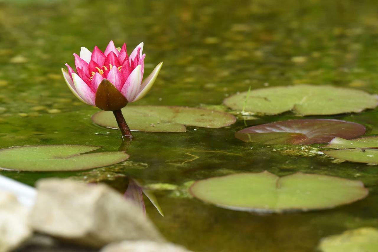 Отель Casa Lily - Japanese Retreat Сигишоара Экстерьер фото